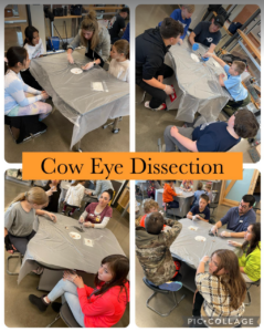 Foto disección globo ocular de vaca